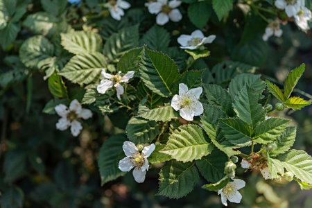 White flowers of wild strawberry (Ribes rubrum) in the garden