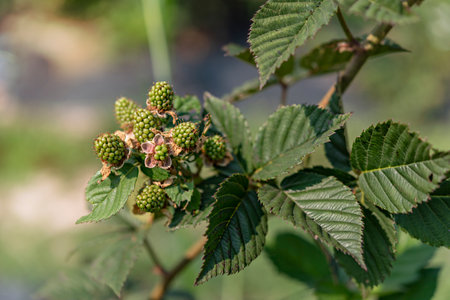 Raspberry bush with unripe green berries and unripe fruitsの写真素材