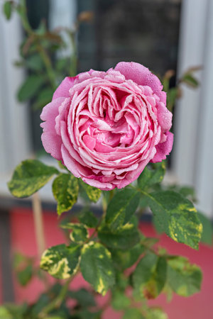 Pink rose with water drops on the petals, close-upの写真素材