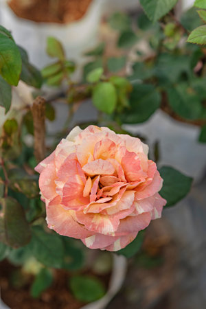 Beautiful roses in the garden, Roses are beautiful with a beautiful sunny day.の写真素材