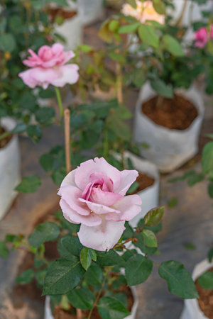 pink rose flower in the garden, soft focus and vintage toneの写真素材