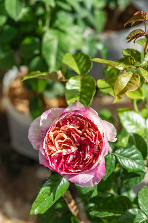 Beautiful roses in the garden, Roses are beautiful with a beautiful sunny day.の写真素材