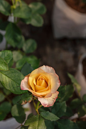 Beautiful yellow rose in the garden, shallow depth of field.の写真素材