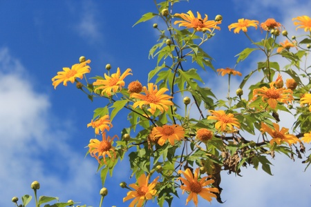 Yellow flowers の写真素材
