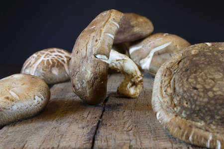 mushroom on the old woodの写真素材