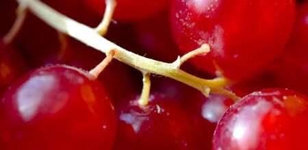 close up red grape skin background