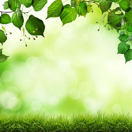Green Fresh Leaves