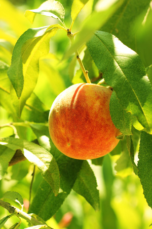 Natural Peach.の写真素材
