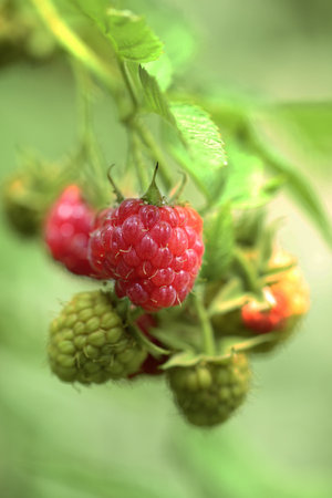 Raspberry ripening in the garden. close-up. selective focus.