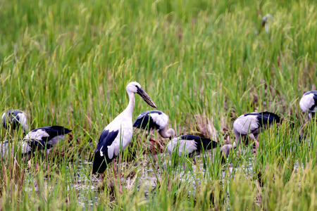 Asian Open-billed storks on the rice fieldの写真素材