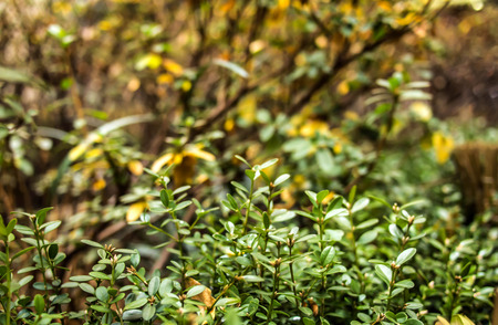 Small leaves background cloes up wallpaperの写真素材