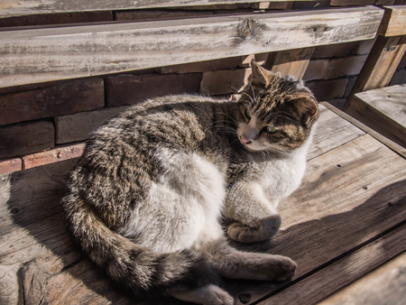 Stray cat lays down on the wooden tableの写真素材
