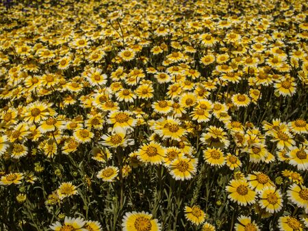 Wild flower field blooming in spring in the valley in Californiaの写真素材