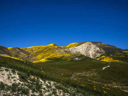 Mountain covered with wild yellow flower blooming field in Californiaの写真素材