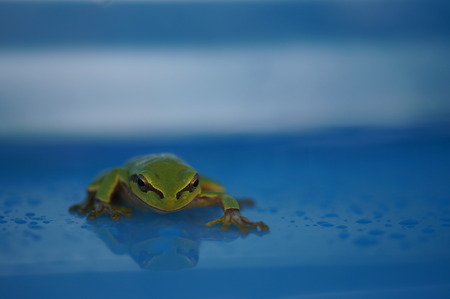 Tree frog on blueの写真素材