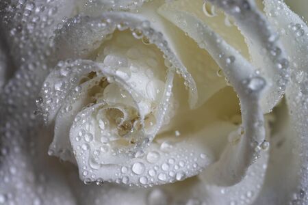 Wet white roseの写真素材