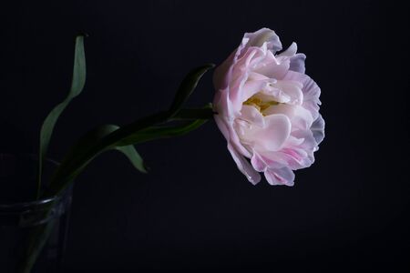 pink tulip on blackの写真素材
