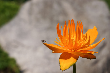 Yellow anemone with small fly on itの写真素材