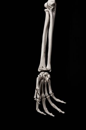 human forearm skeleton anatomy boneの写真素材