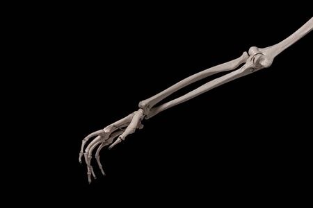 human forearm skeleton anatomy boneの写真素材