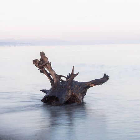 Part of a tree Dragged by a storm to the edge of the beachの写真素材