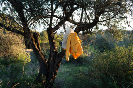 Abandoned yellow rain jacket hanging on a tree in the field at sunset on a spring dayの写真素材