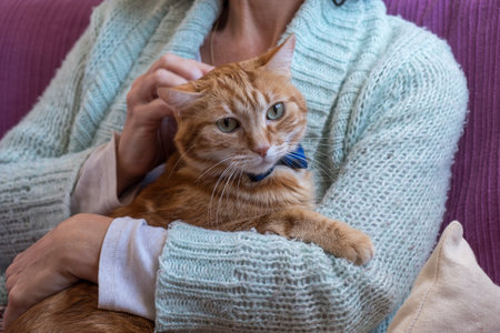 Relaxed woman on the sofa at home caressing her elegant pet, a pretty orange catの写真素材