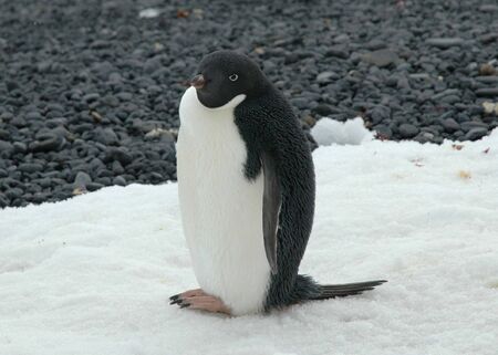 Adelie penguin sitting on Antarcticaの写真素材
