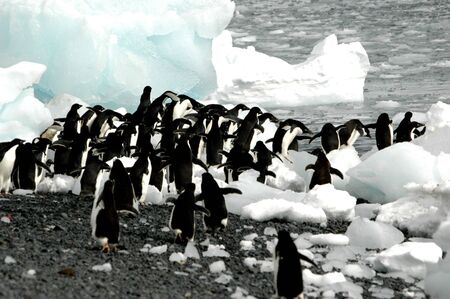Adelie penguins out for a swimの写真素材