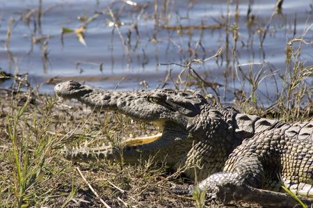 Crocodileの写真素材