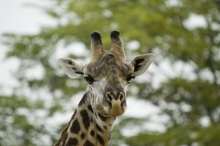 Giraffeの写真素材