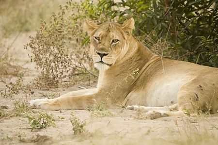 Lionessの写真素材