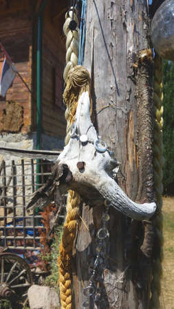 Animal skull head with horns at the farm photo.の写真素材