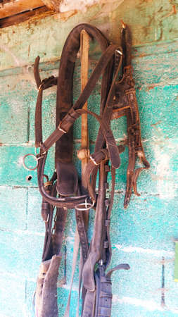 Horse equipment on the blue wall photo