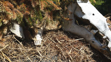 Skull of an animal with a tree in the background. The concept of environmental protection.の写真素材