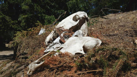 Skulls of animal in the forest. Animal bones in the forest.の写真素材