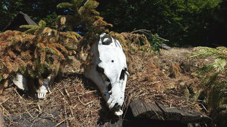 Skull of a cow in the village.の写真素材
