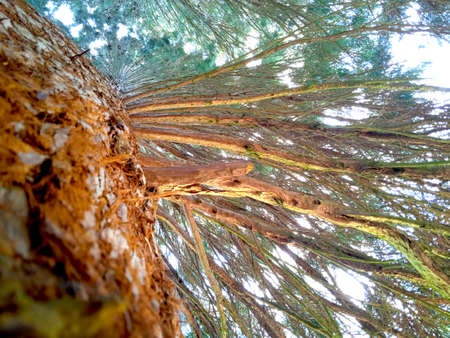 Tall pine trees in the forest, close-up view.の写真素材