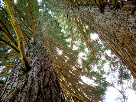Looking up at the canopy of a tall pine tree in the forest.
