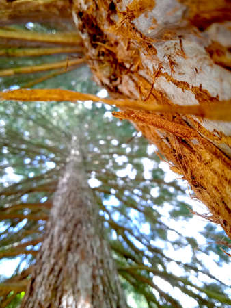 A low angle shot of a tree trunk in the middle of the forest