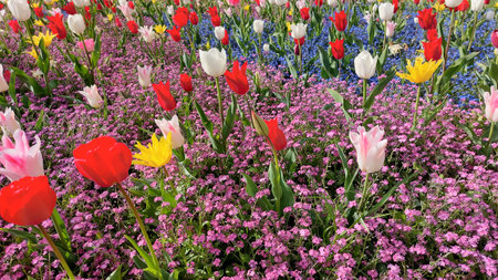Colorful tulip flowers bloom in the spring  garden  backgroundの写真素材