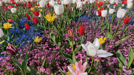 Tulips and other spring flowers in the Keukenhof park in Netherlands