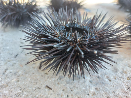 Sea Urchin close up, macro photo  on the coast beach on the seaside Croatia, Dubrovnikの写真素材
