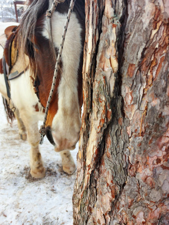 A brown and white horse with a black mane and tail stands in a snowy area. The horse is wearing a brown saddle and bridle and is looking down at the groundの写真素材