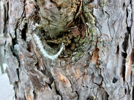 Bark of an old tree, close-up, selective focus