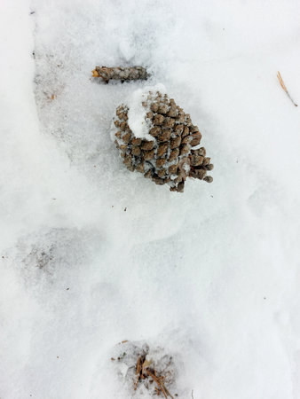 Pine cone on the snow in the forest in the winter.の写真素材