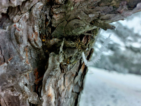 Close-up of the bark of an old tree covered with ice