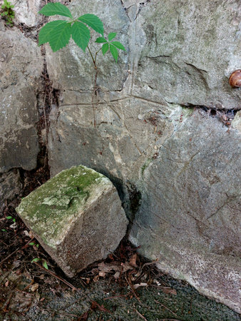 Old stone wall and green leaf in the forest, close-upの写真素材