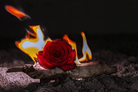 Red rose surrounded by flamesの写真素材