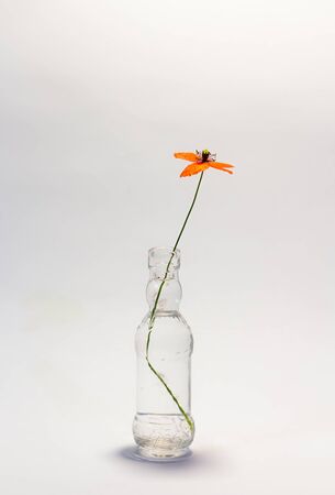 poppyの写真素材